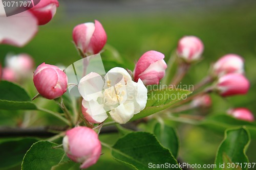 Image of apple flower detail 