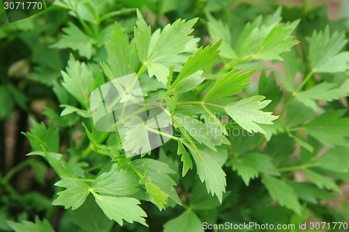 Image of lovage (green herbs background)