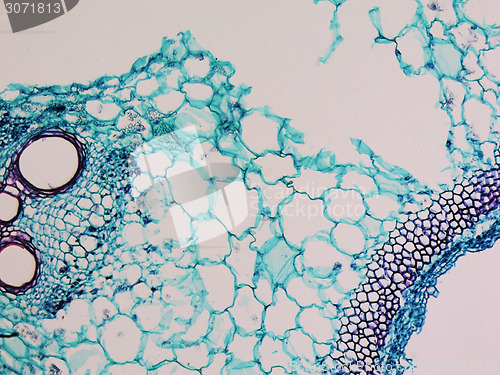 Image of Cucurbita stem micrograph