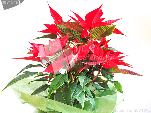 Image of Poinsettia Christmas star