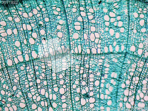 Image of Tilia stem micrograph