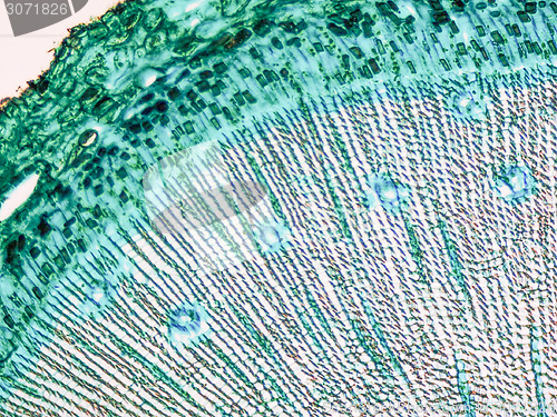 Image of Pine Wood micrograph