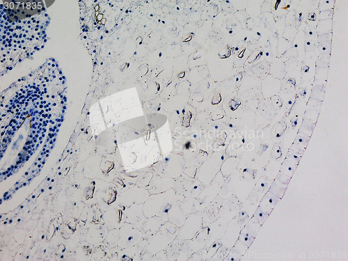 Image of Lily ovary micrograph
