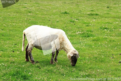 Image of sheep in the green grass