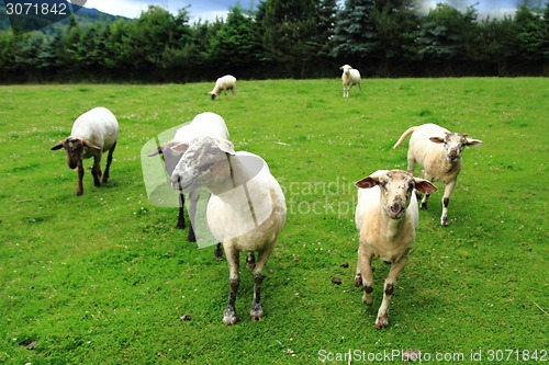 Image of sheep in the green grass