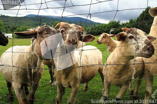 Image of sheep in the green grass