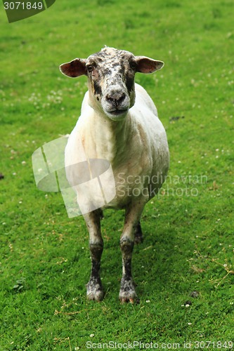 Image of sheep in the green grass