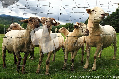 Image of sheep in the green grass