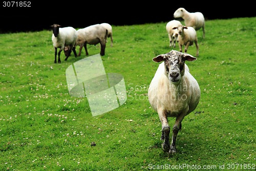 Image of sheep in the green grass