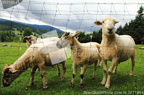 Image of sheep in the green grass