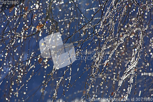 Image of Birch branches covered rime