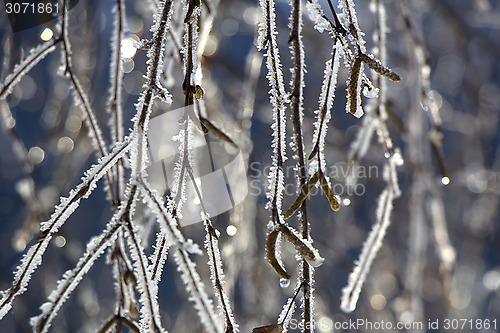 Image of Frosted birch branches
