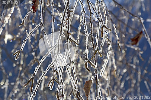 Image of Frozen birch branches