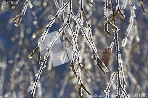 Image of Rime birch branches