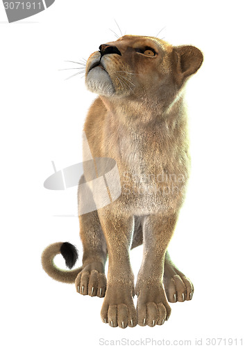 Image of Lioness