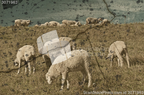 Image of sheep on a range