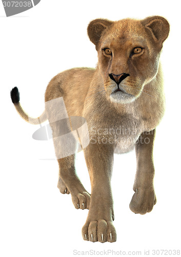 Image of Lioness