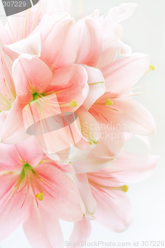 Image of Floral background