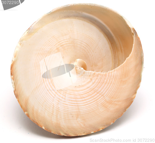 Image of shell