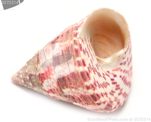 Image of shell