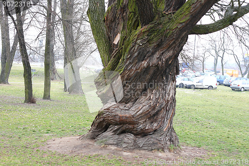 Image of Big old tree