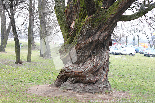 Image of Big old tree