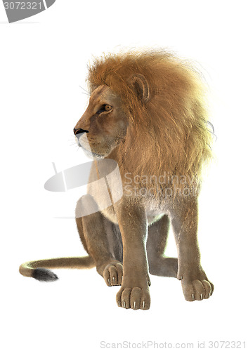 Image of Lion