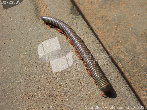 Image of huge millipede