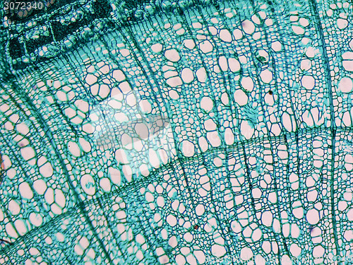 Image of Tilia stem micrograph