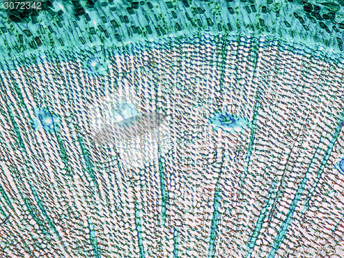 Image of Pine Wood micrograph