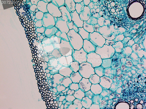 Image of Cucurbita stem micrograph