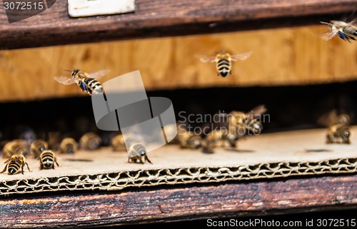 Image of Beehive