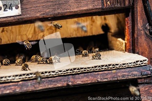 Image of Beehive