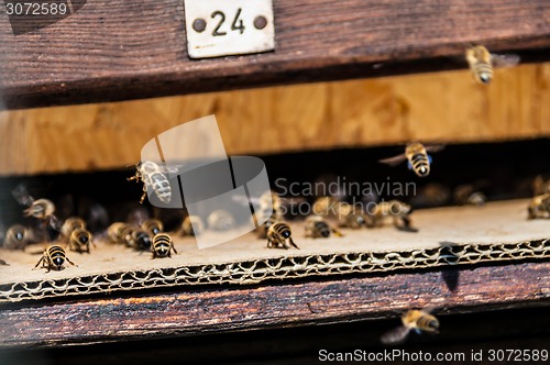 Image of Beehive