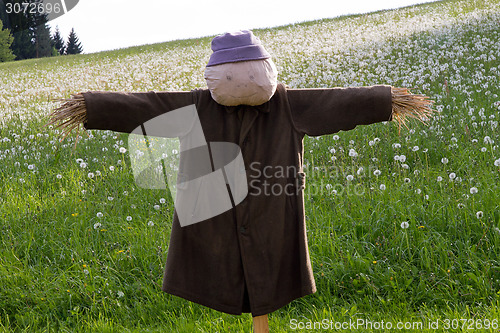 Image of Scarecrow on a meadow
