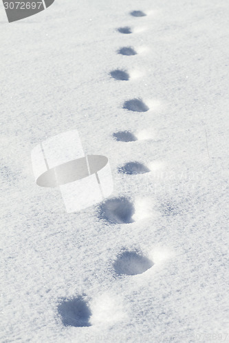 Image of Animal tracks in snow 