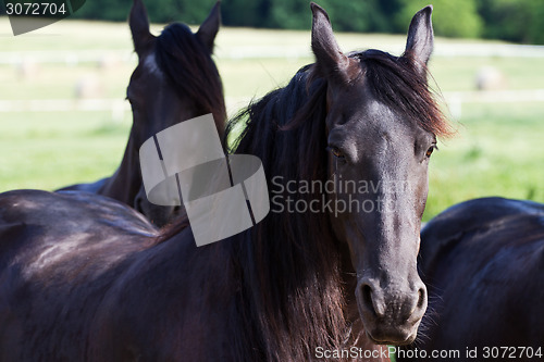 Image of Friesian Horse