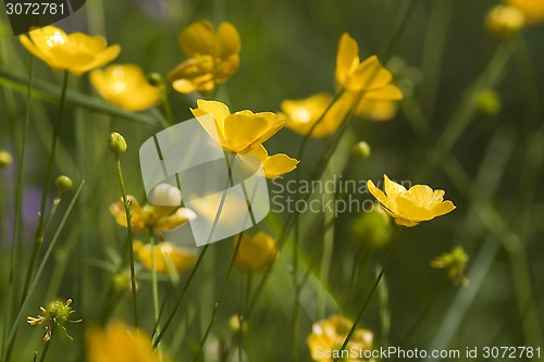 Image of buttercups