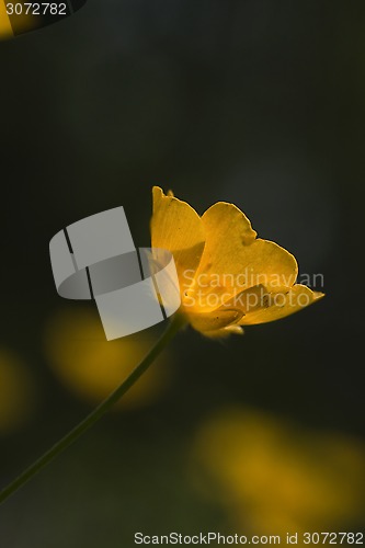 Image of buttercup