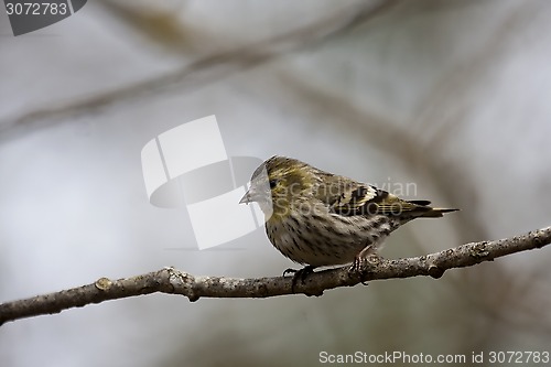 Image of female siskin