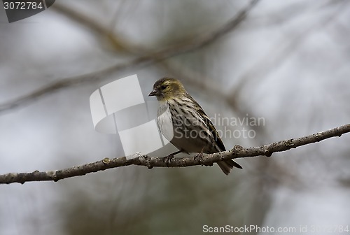 Image of siskin