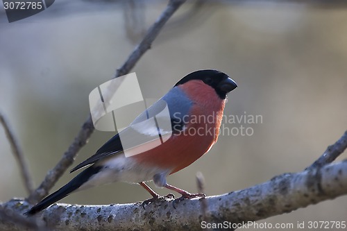 Image of male bullfinch