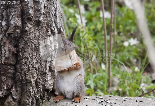 Image of squirrel