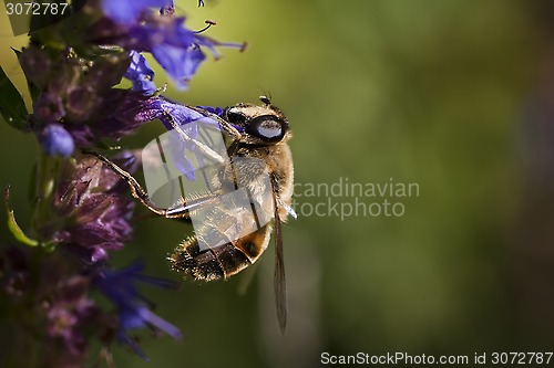 Image of bee