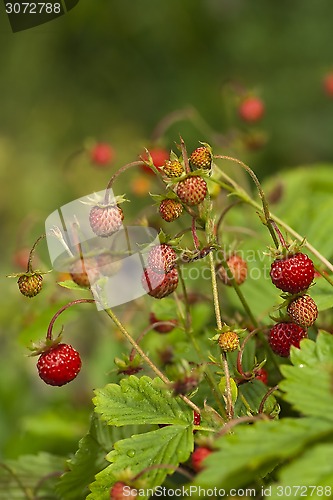 Image of wild strawberries