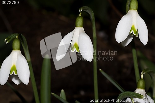 Image of snowdrops