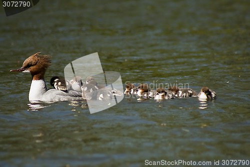 Image of common merganser