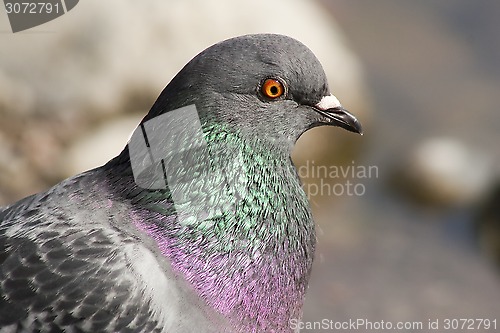 Image of common dove