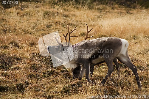 Image of reindeer bull