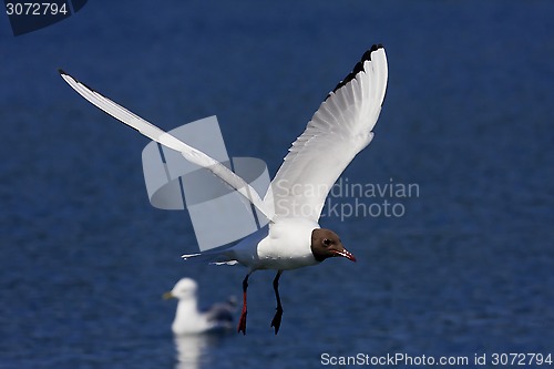 Image of caught in flight